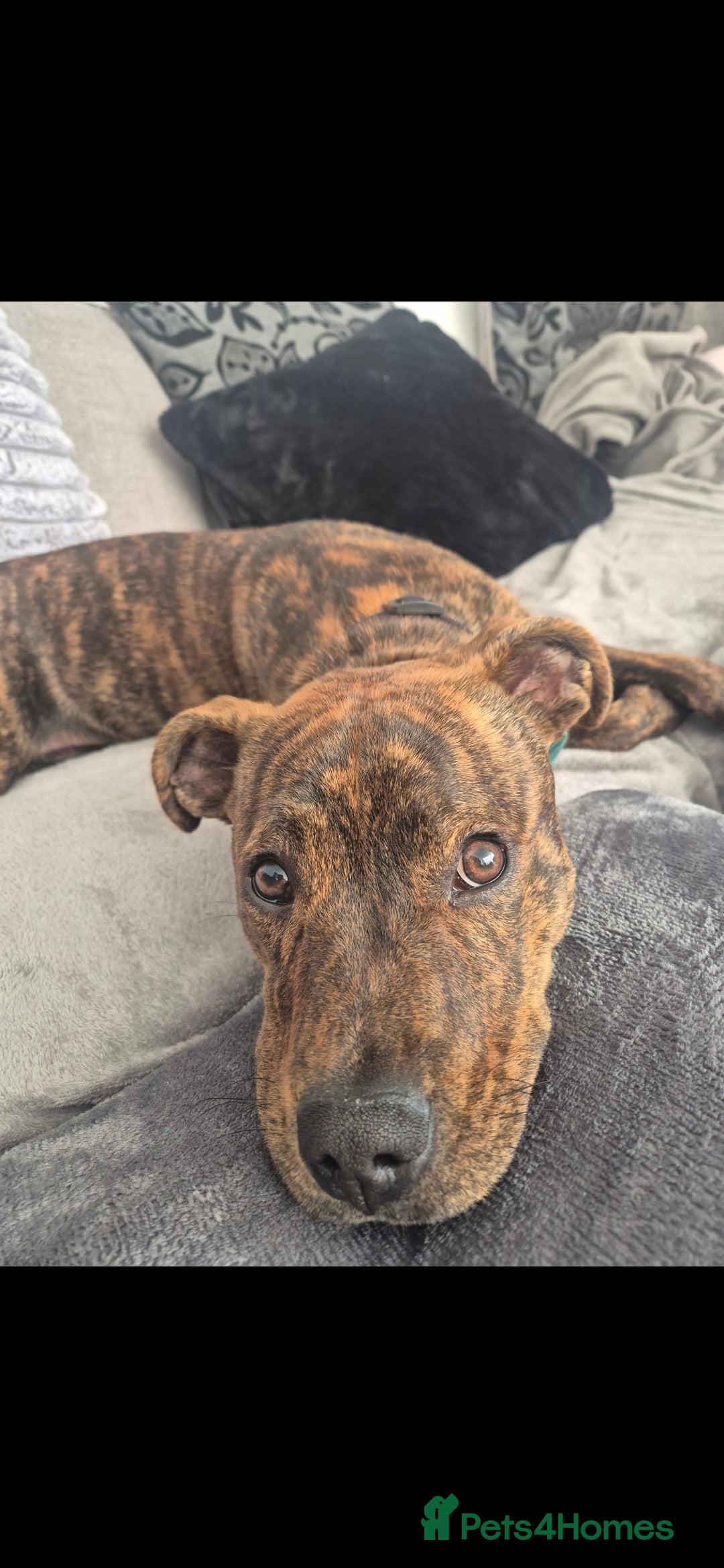 Staffordshire Bull Terrier dogs for sale: Staffy - Advert 6