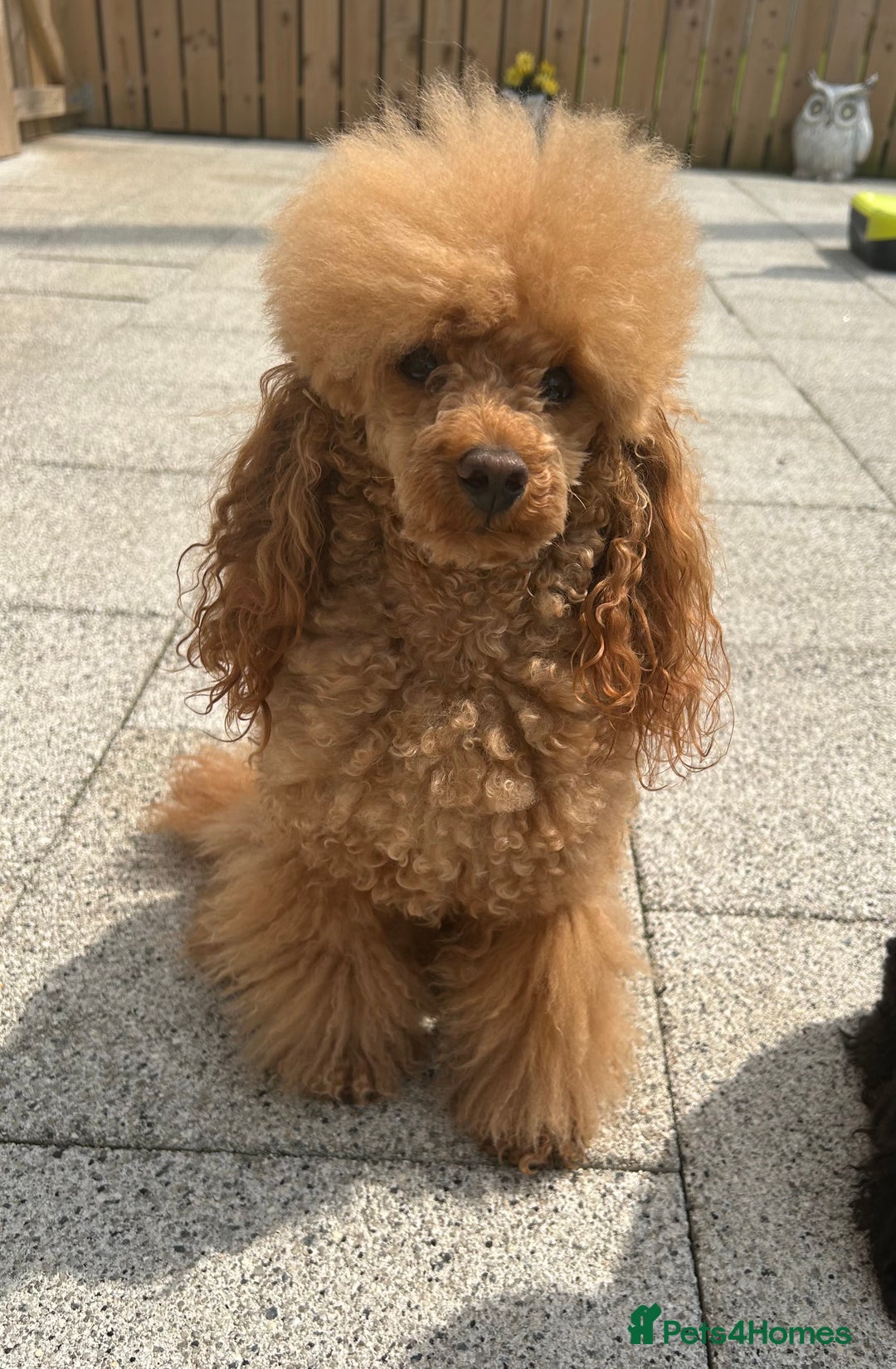 Toy Poodle dogs for sale: Stunning KC Registered Toy Poodle Pups  in Belfast - Advert 6