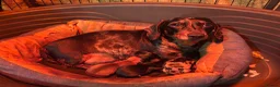 Miniature Dachshund dogs for sale: KC Miniature Dachshund Puppies For Sale - Advert 19