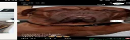 Dogue De Bordeaux dogs for stud: Big Dougie for stud - Advert 6