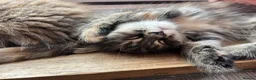 Maine Coon cats for sale: Beautiful Half Maine coon kittens  - Advert 10