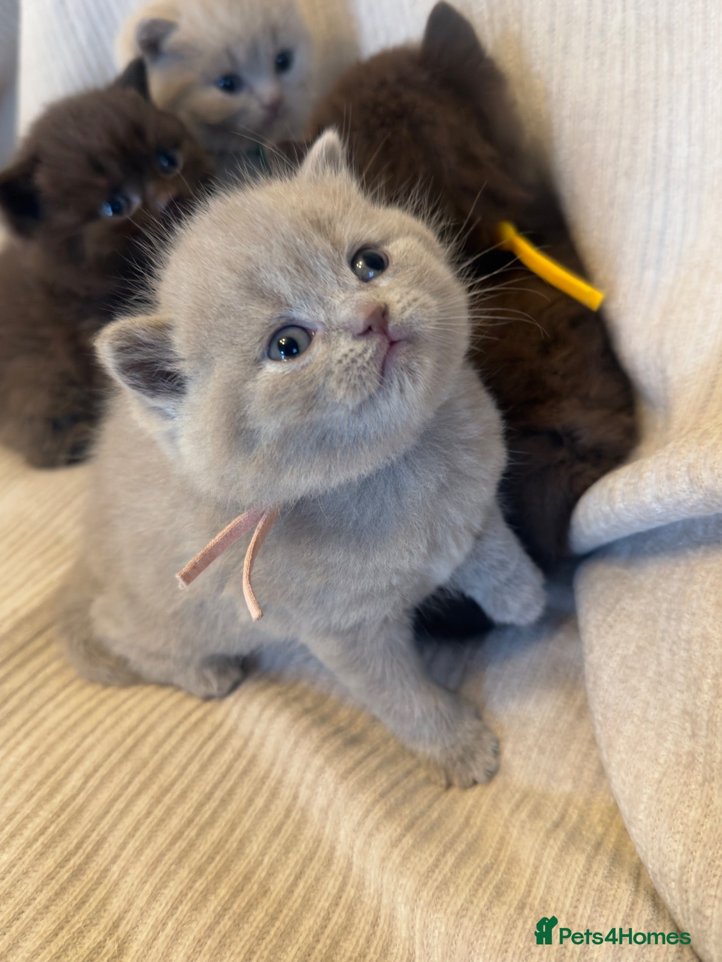 British Shorthair cats Grand Champion Line British Shorthair Kittens - Advert 2