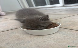 Mixed Breed cats for sale: 2 beautiful kittens  in Clevedon - Image 4