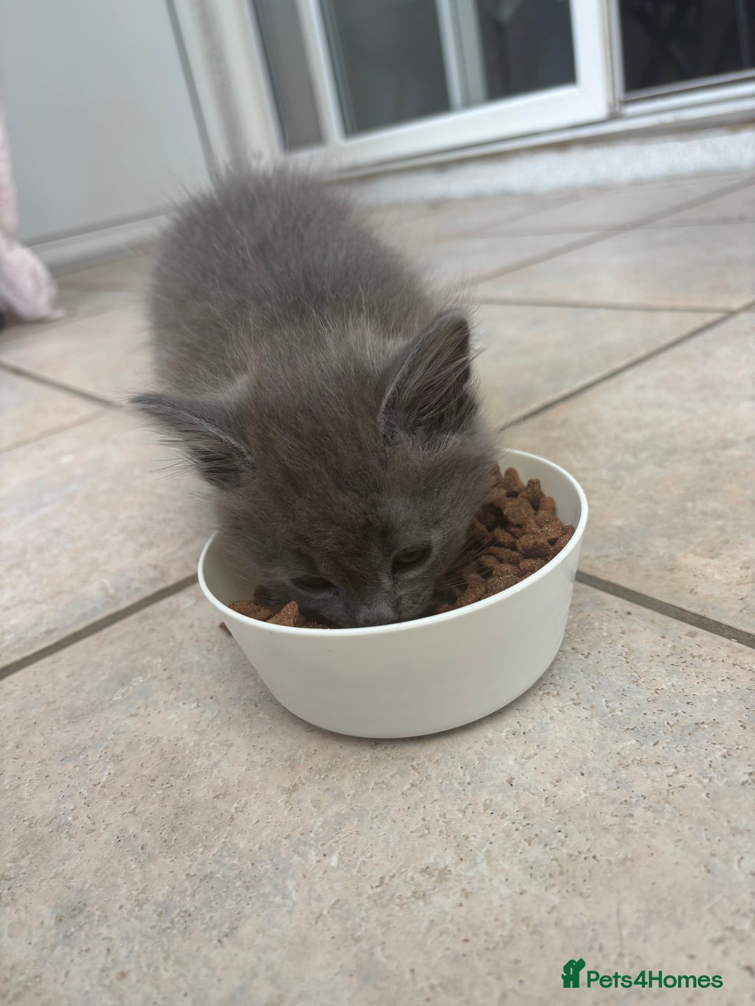 Mixed Breed cats for sale: 2 beautiful kittens  in Clevedon - Image 4