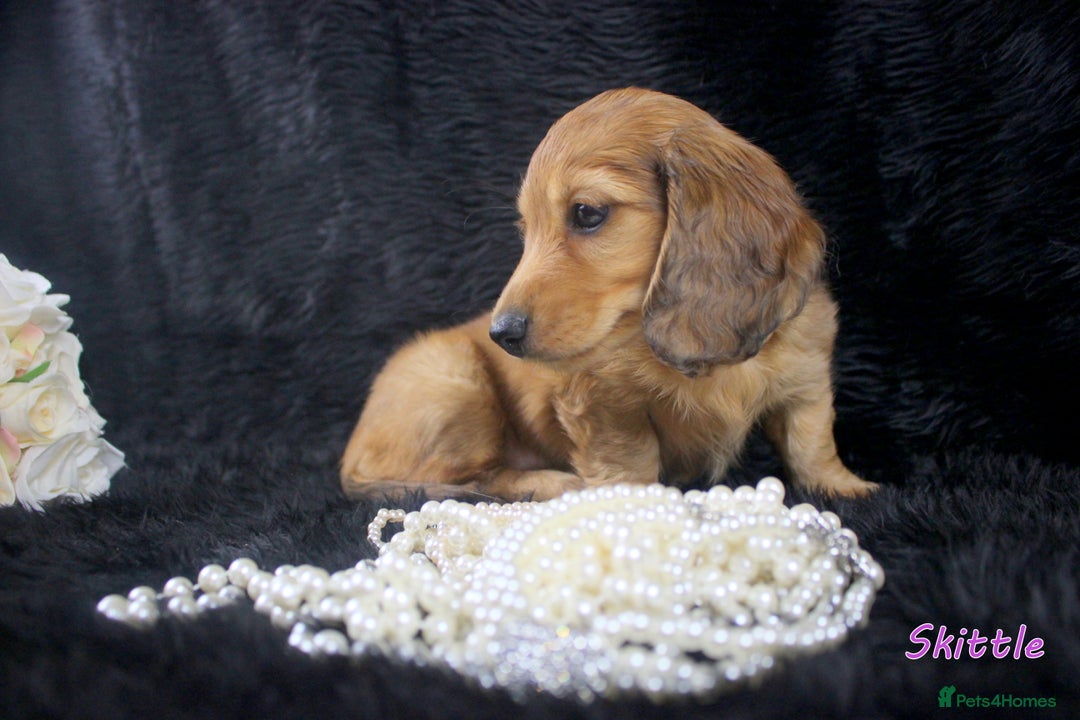 Miniature Dachshund dogs for sale: KC PRA Clear Mini Longhair Daxies – Dapple - Advert 13