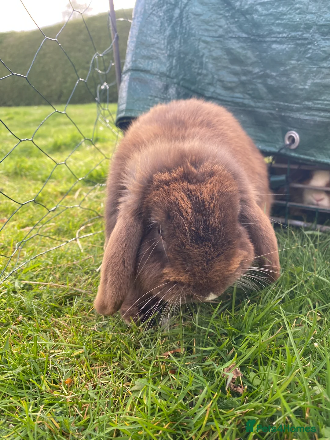 Mini Lop rabbits for sale: Smokey the mini lop - Advert 2