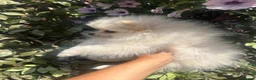 Pomeranian dogs for sale: pomarain pups - Advert 10