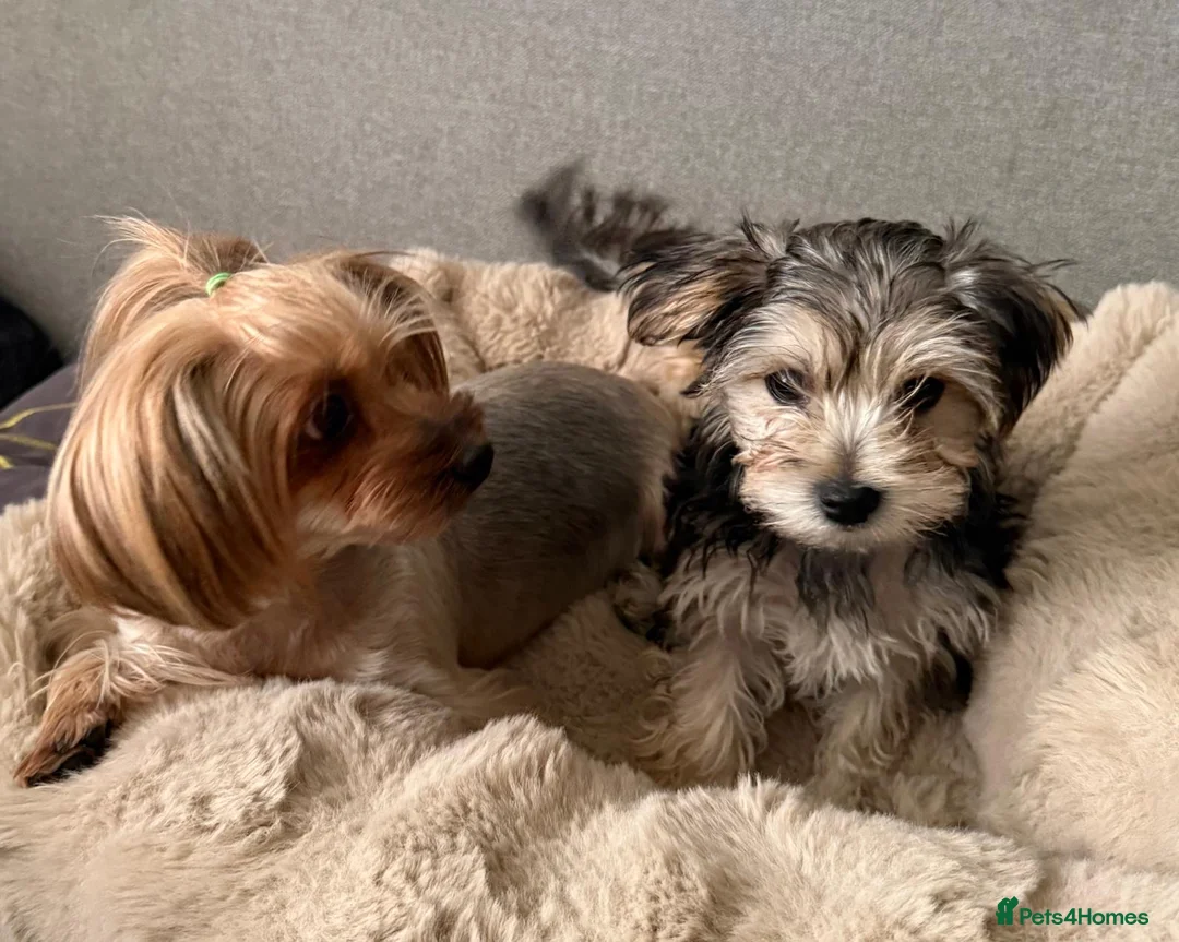 Morkie dogs for sale: Morkie puppy looking for a new home  - Advert 9