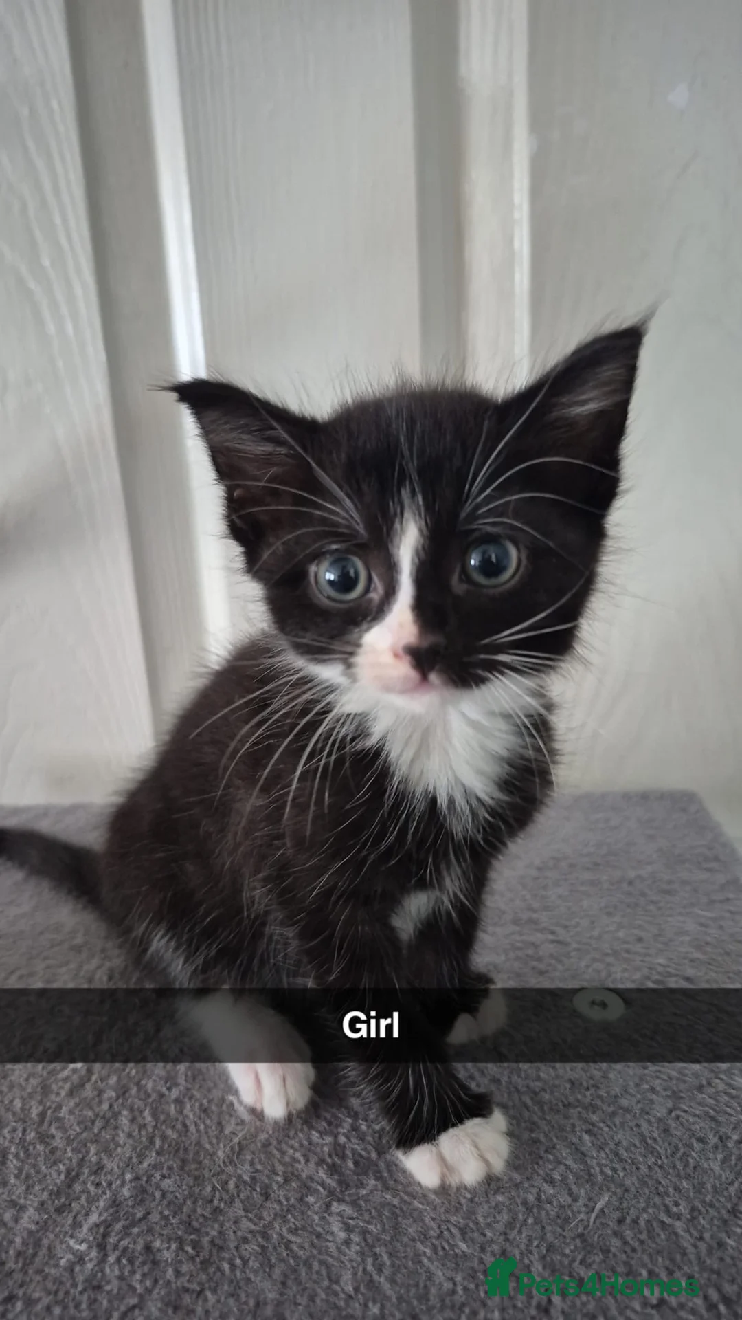 Mixed Breed cats for sale: 5 kittens- £50 each in Birmingham - Advert 6