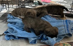 Cairn Terrier dogs for sale: CAIRN TERRIER PUPPIES - Advert 12