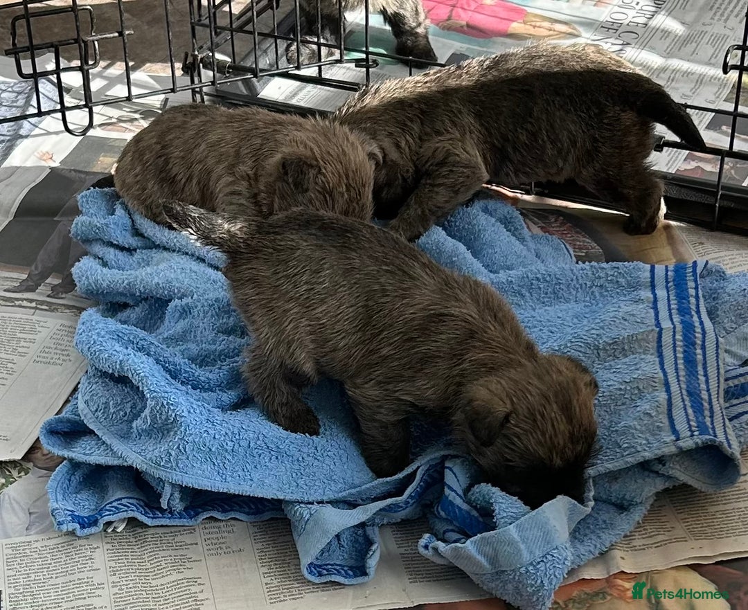 Cairn Terrier dogs for sale: CAIRN TERRIER PUPPIES - Advert 12