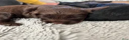 Cockapoo dogs for sale: 7 beautiful F1 Cockapoo puppies, brown and black.  - Advert 10