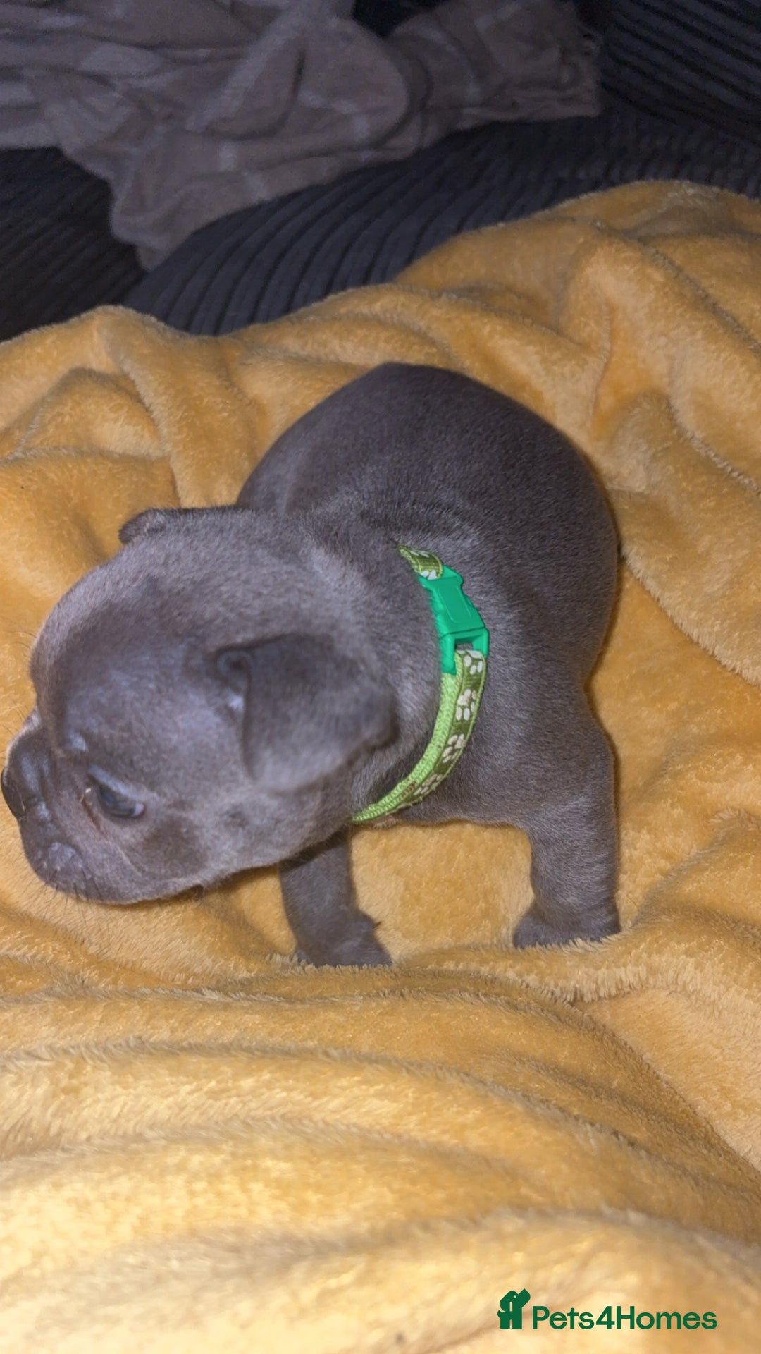 French Bulldog dogs for sale: Beautiful boy looking forever home  - Advert 12