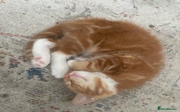 Mixed Breed cats for sale: Ginger boy - Image 3
