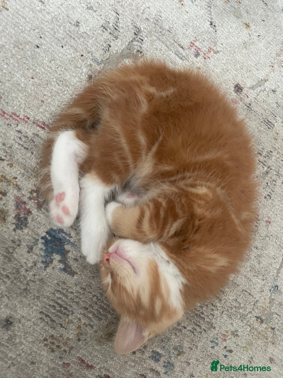 Mixed Breed cats for sale: Ginger boy - Image 3