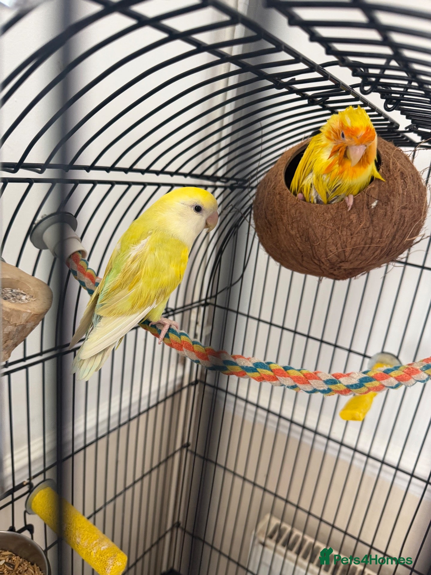Lovebirds birds Bonded Male & Female Lovebird Pair – £45 - Advert 1