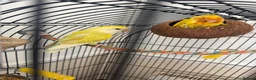 Lovebirds birds for sale: Bonded Male & Female Lovebird Pair – £45 in Barking - Advert 1