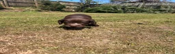 Sprocker dogs for sale: Sprocker/sprockador in Barnstaple - Advert 17