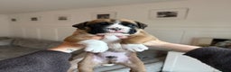 Boxer dogs for sale: 4 CHAMP BLOODLINE CHUNKY BOXER PUPS, bobtail/tail - Advert 20