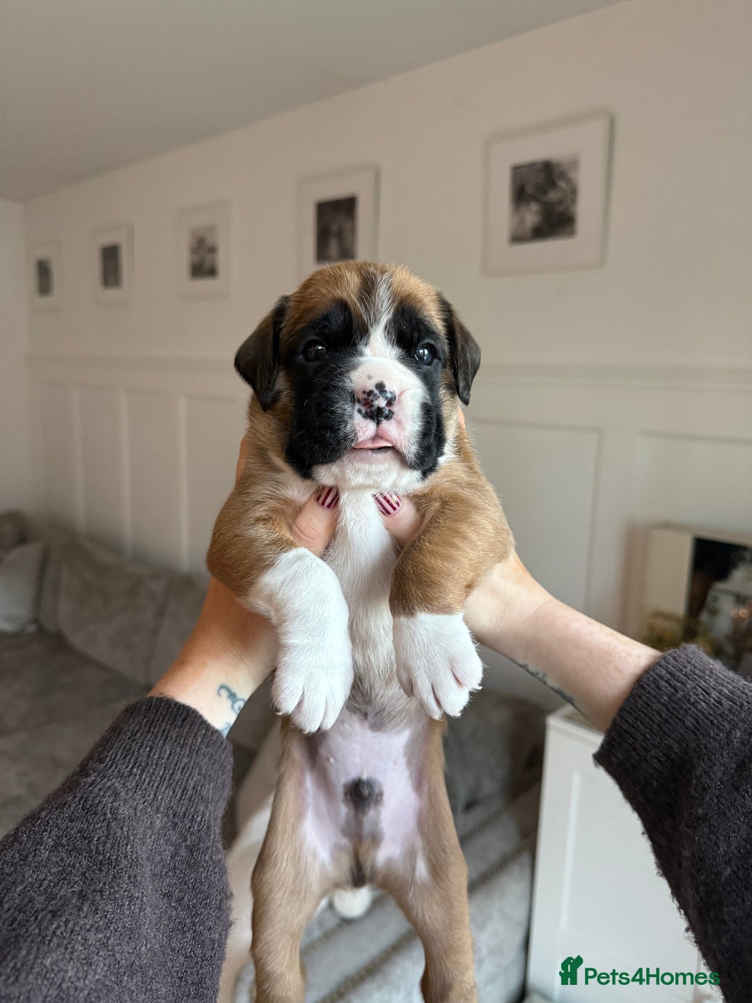 Boxer dogs for sale: 4 CHAMP BLOODLINE CHUNKY BOXER PUPS, bobtail/tail - Advert 20