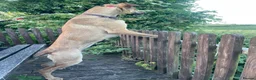 Mixed Breed dogs for sale: Bonnie - Malinois X Greyhound X Staffy in Mansfield - Advert 7