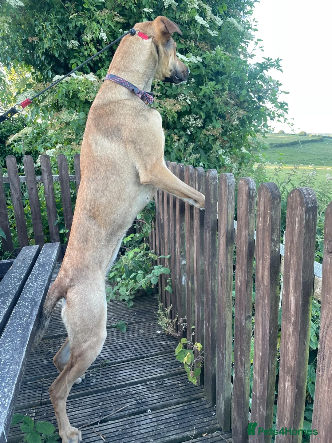 Mixed Breed dogs for sale: Bonnie - Malinois X Greyhound X Staffy in Mansfield - Advert 7