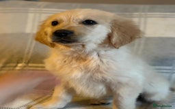 Labrador Retriever dogs for sale: Adorable 8-week-old Golden Retriever puppies  - Image 8