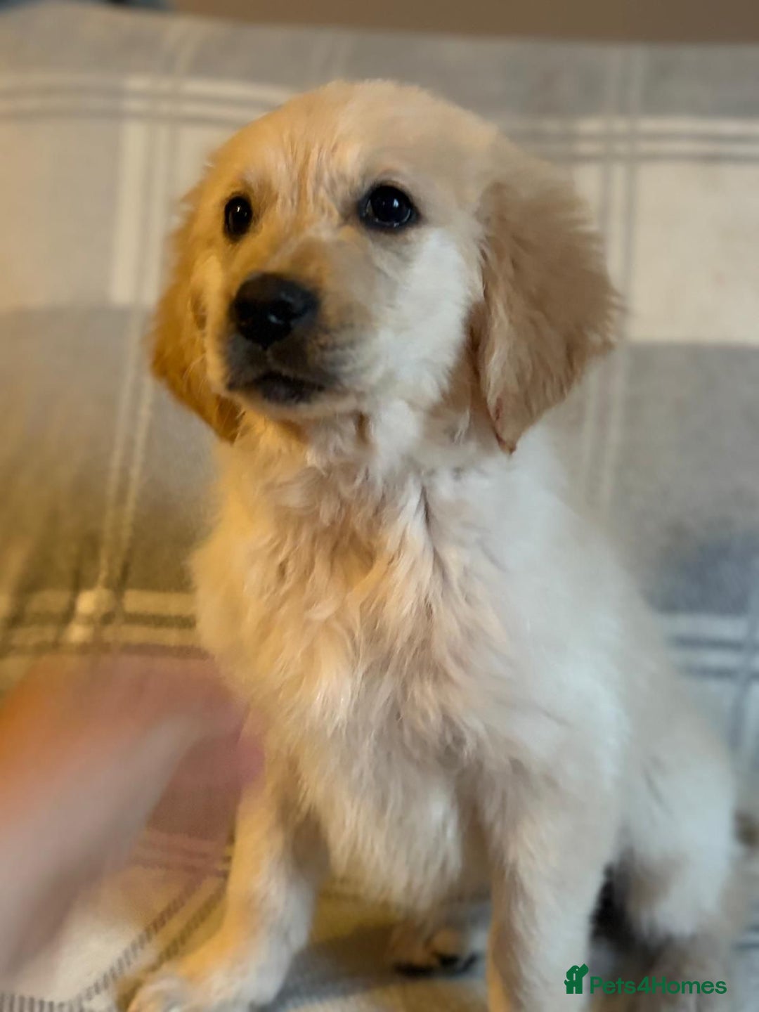 Labrador Retriever dogs for sale: Adorable 8-week-old Golden Retriever puppies  - Image 8