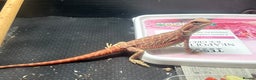 Bearded Dragon reptiles for sale: 1 red male  Baby bearded dragons - Advert 4