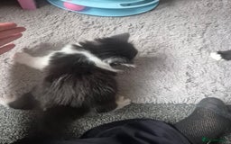 Mixed Breed cats for sale: 4 black and white kittens - Image 14