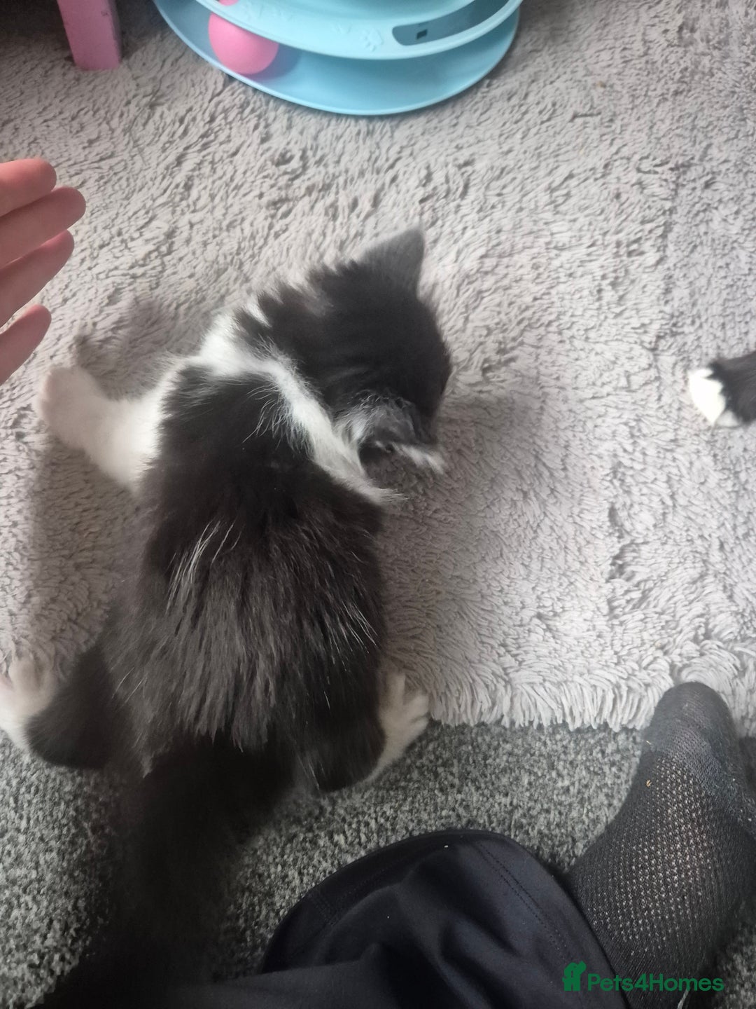 Mixed Breed cats for sale: 4 black and white kittens - Image 14