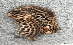 Bengal cats for sale: Exceptional show quality Brown TICA registered 🥰 - Image 31