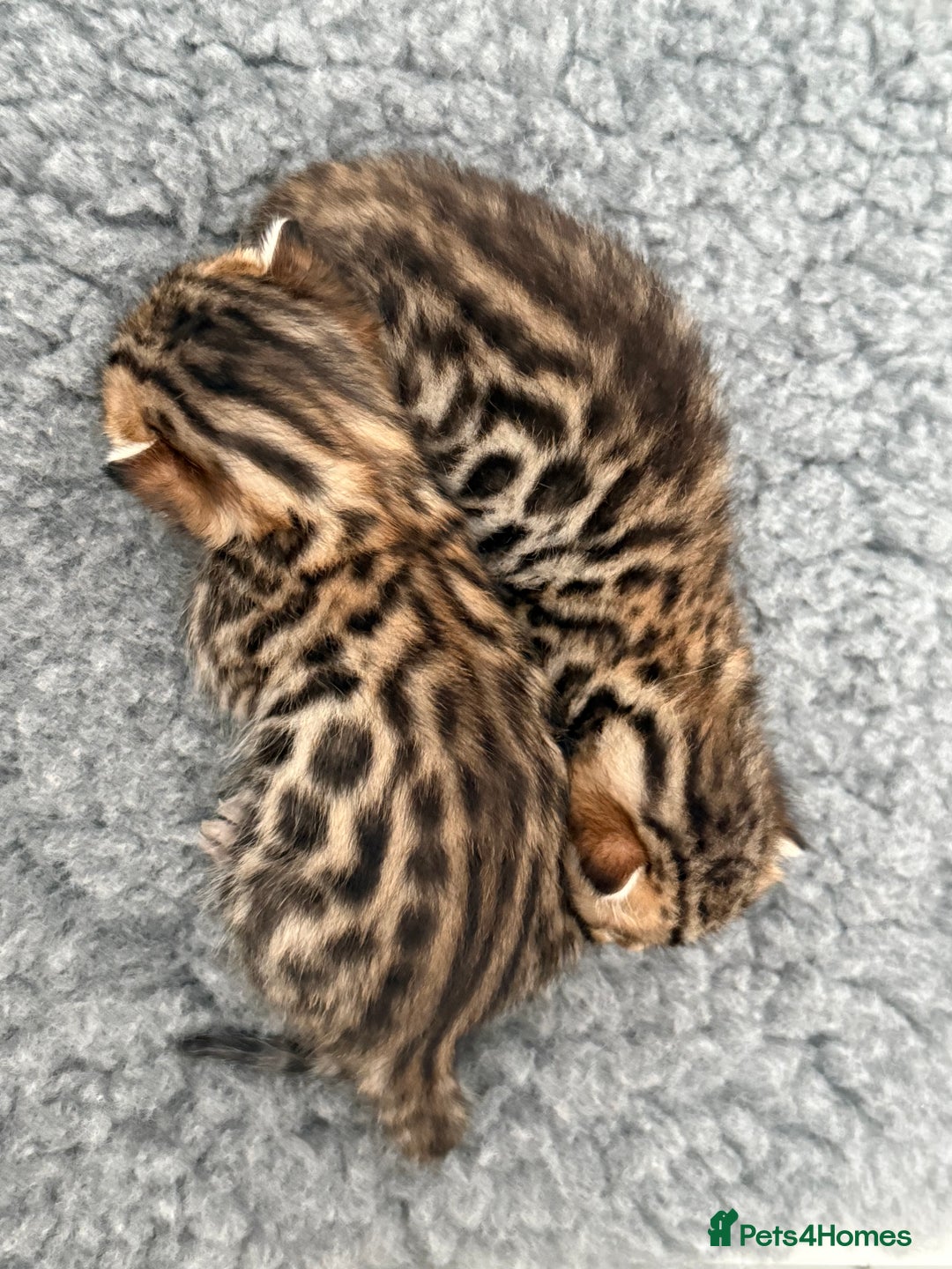 Bengal cats for sale: Exceptional show quality Brown TICA registered 🥰 - Image 31