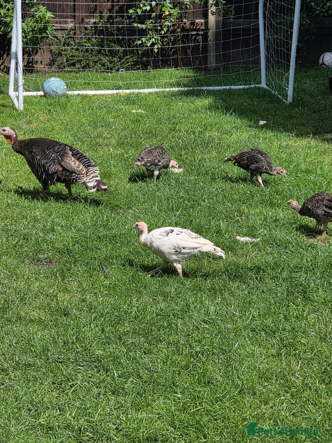 Turkeys poultry for sale: Turkeys for sale - Image 2