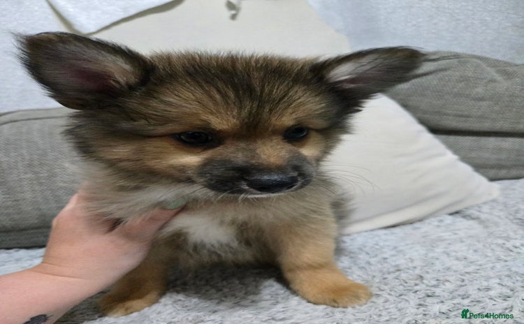 Pomchi dogs - Advert 2