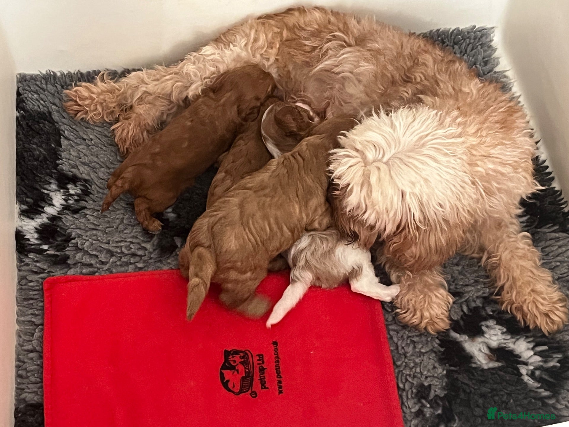 Cavapoo dogs Beautiful cavapoo puppies - Advert 1