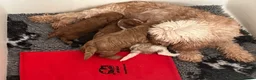 Cavapoo dogs for sale: Beautiful cavapoo puppies - Advert 1