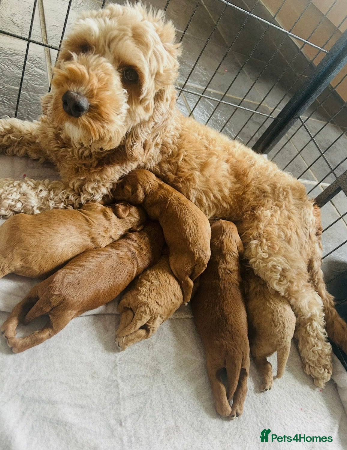 Cockapoo dogs Beautiful F1b puppies - Advert 1