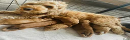 Cockapoo dogs for sale: Beautiful F1b puppies - Advert 1