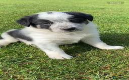 Border Collie dogs for sale: Adorable Border Collie pups for sale - Image 9