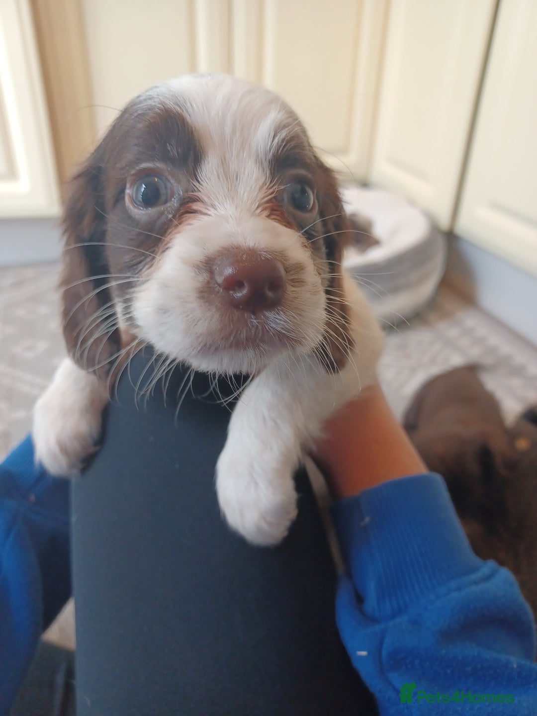 Cocker Spaniel dogs for sale: Working cocker spaniel  - Image 9
