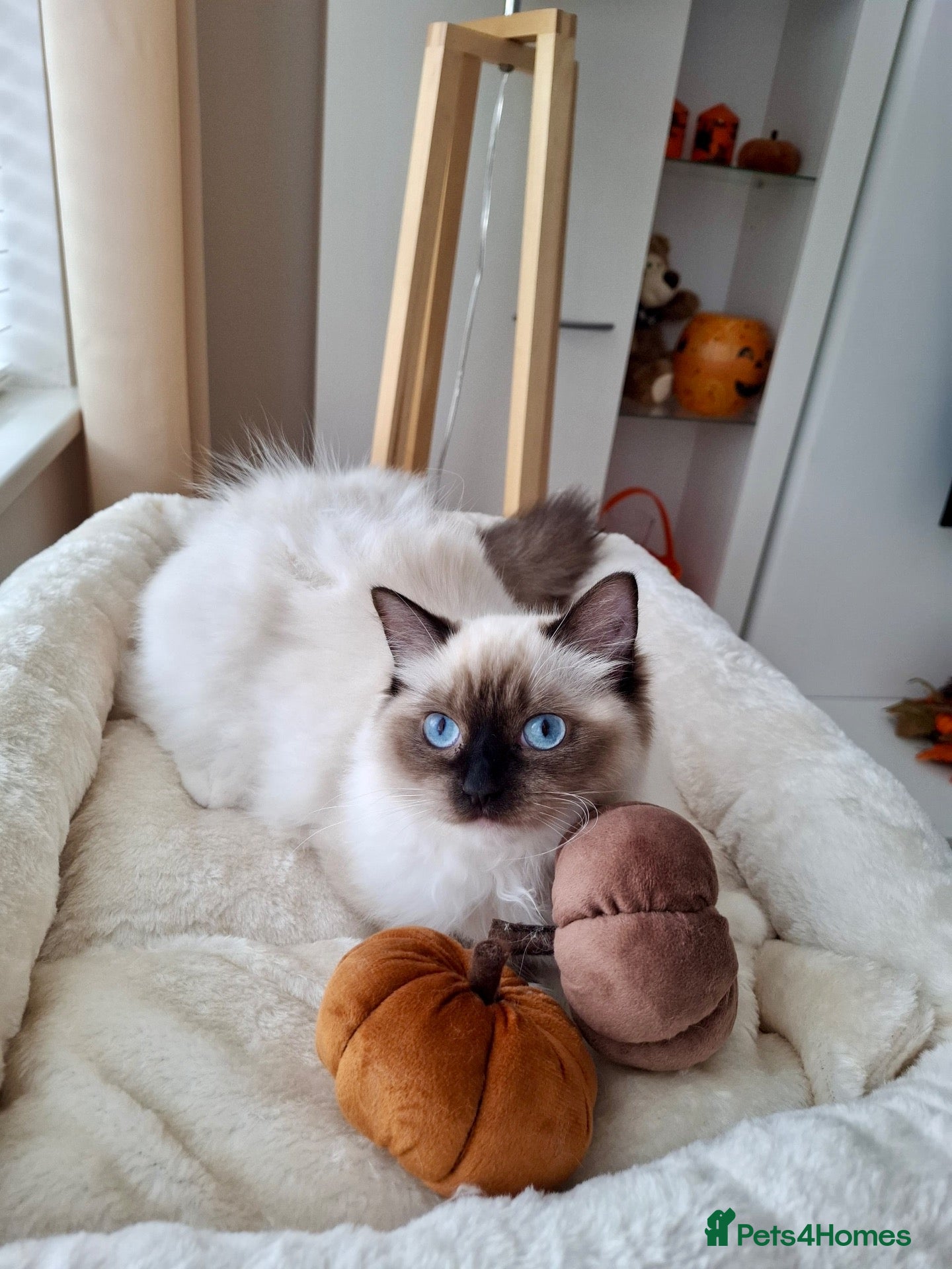 Ragdoll cats ACTIVE PUREBRED TICA BREEDING RAGDOLL FEMALE - Advert 2