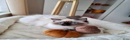 Ragdoll cats for sale: ACTIVE PUREBRED TICA BREEDING RAGDOLL FEMALE - Advert 2