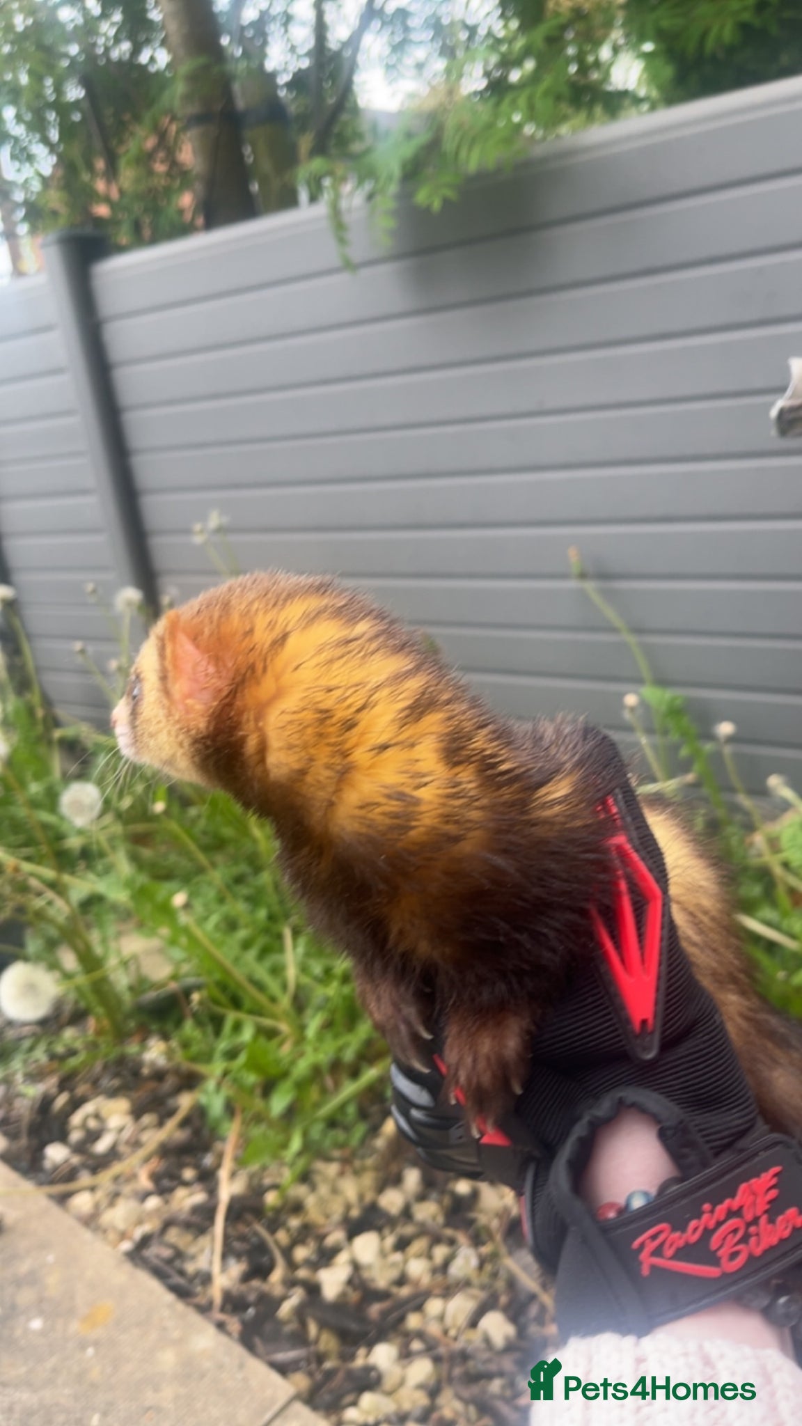 Ferret rodents Pet ferret - Advert 1