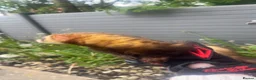 Ferret rodents for sale: Pet ferret in Bury - Advert 1