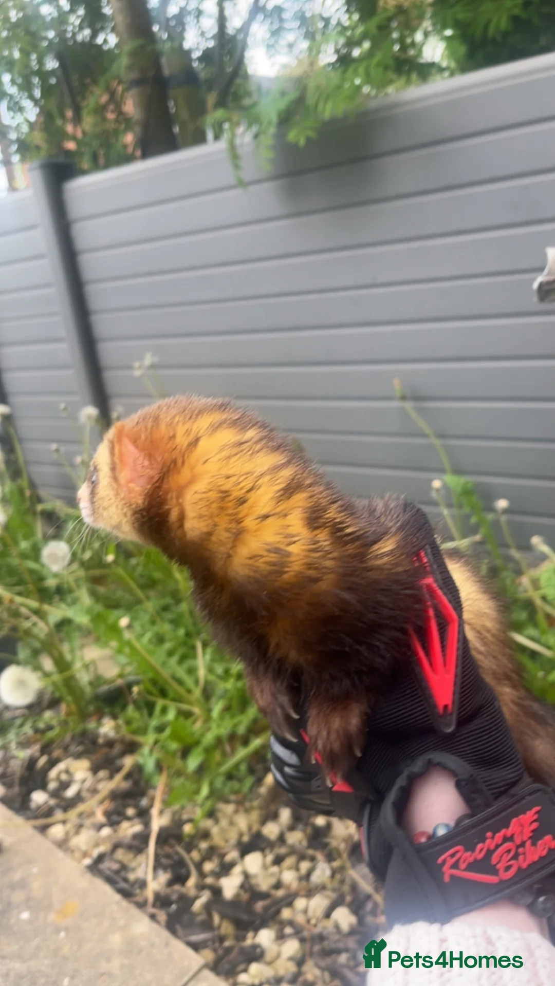 Ferret rodents for sale: Pet ferret in Bury - Advert 1