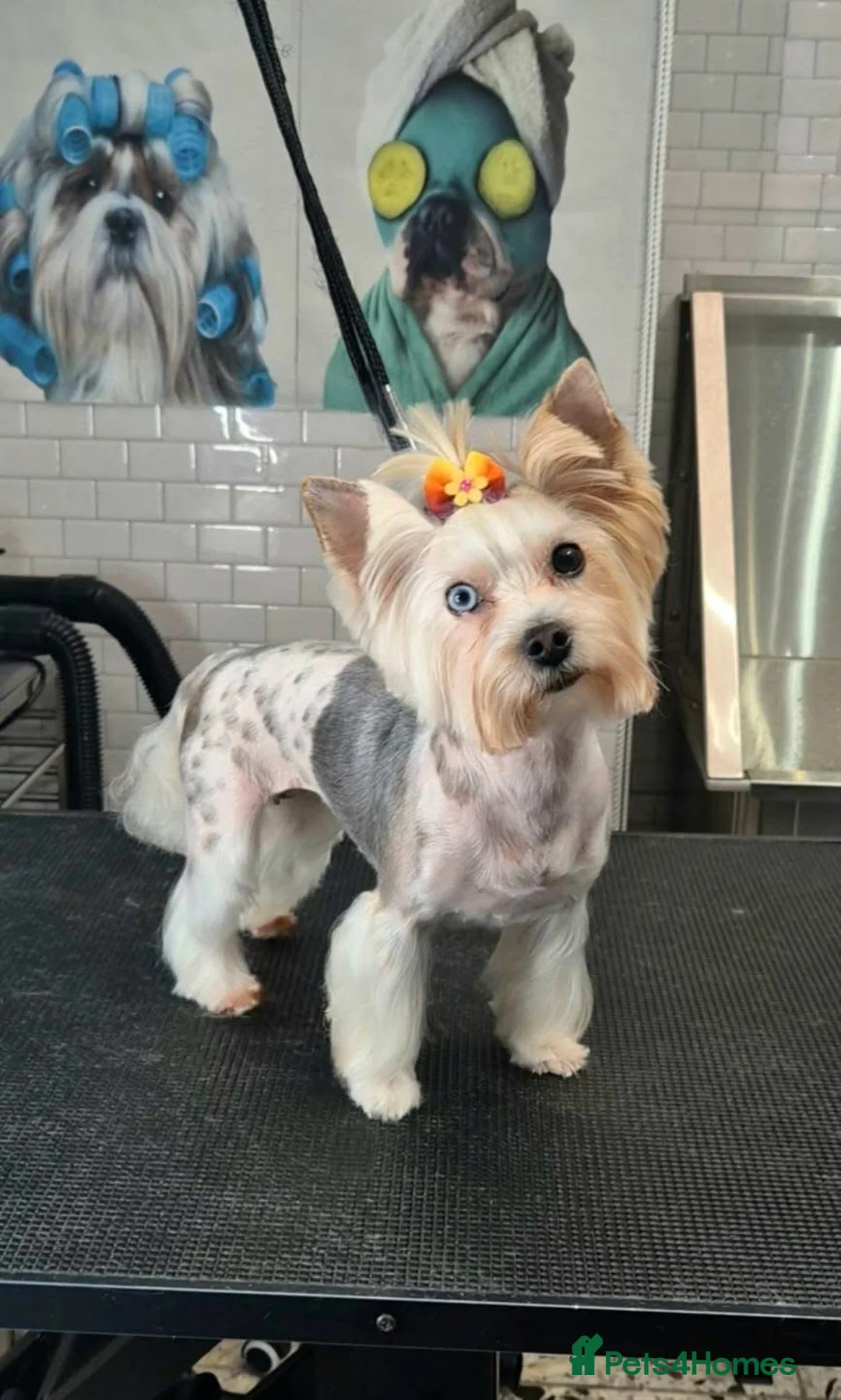 Yorkshire Terrier dogs for sale: Pure Biewer York Terriers for sale - Advert 2