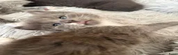 British Shorthair cats for sale: Kittens - Advert 14