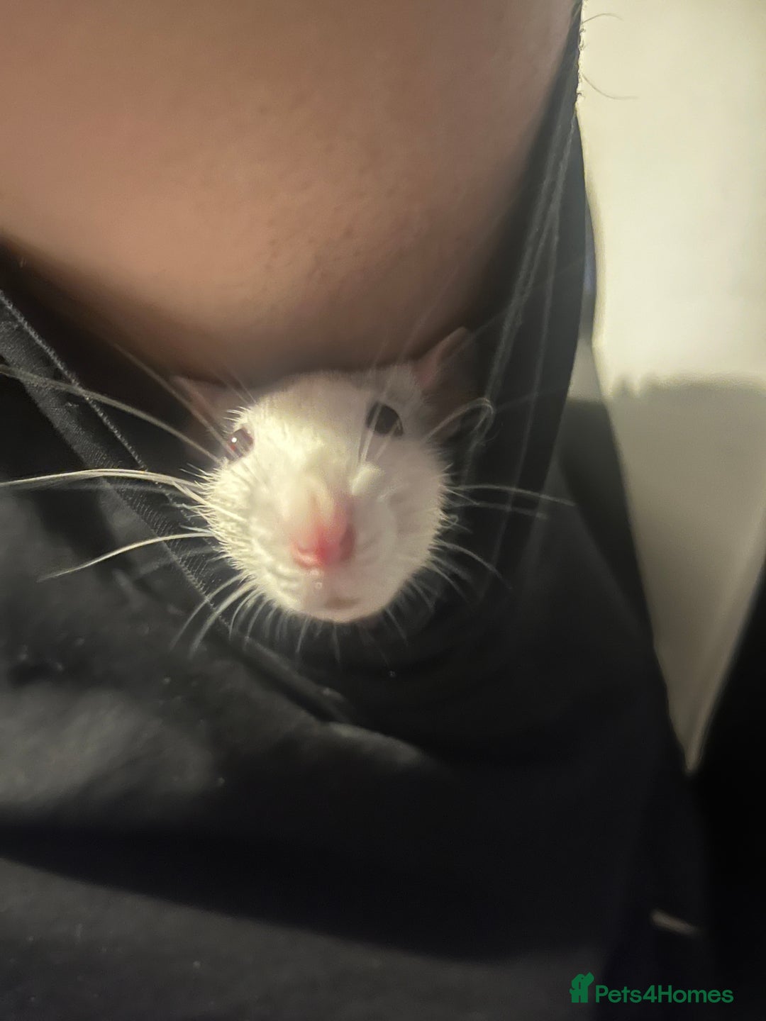 Rat rodents for sale: 4 female rats  - Advert 5