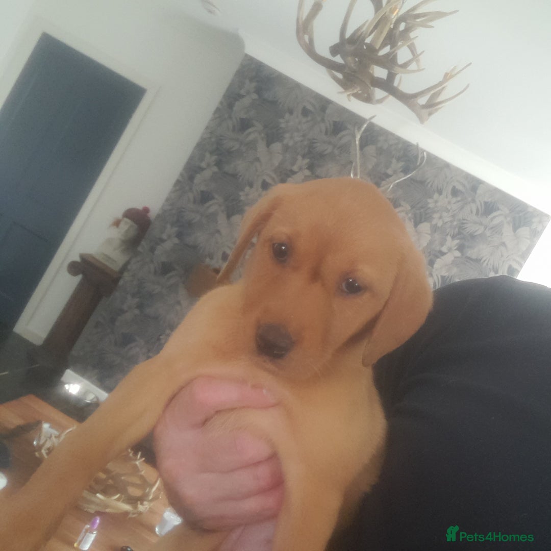 Golden Retriever dogs for sale: Red fox labrador puppy's  - Image 10